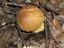 Contrada_Ilice - Boletus_subappendiculatus_ 015.jpg